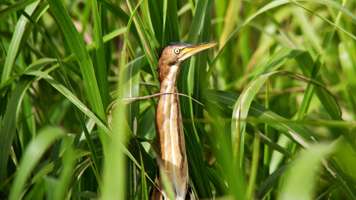 コヨシゴイ - ML645336412