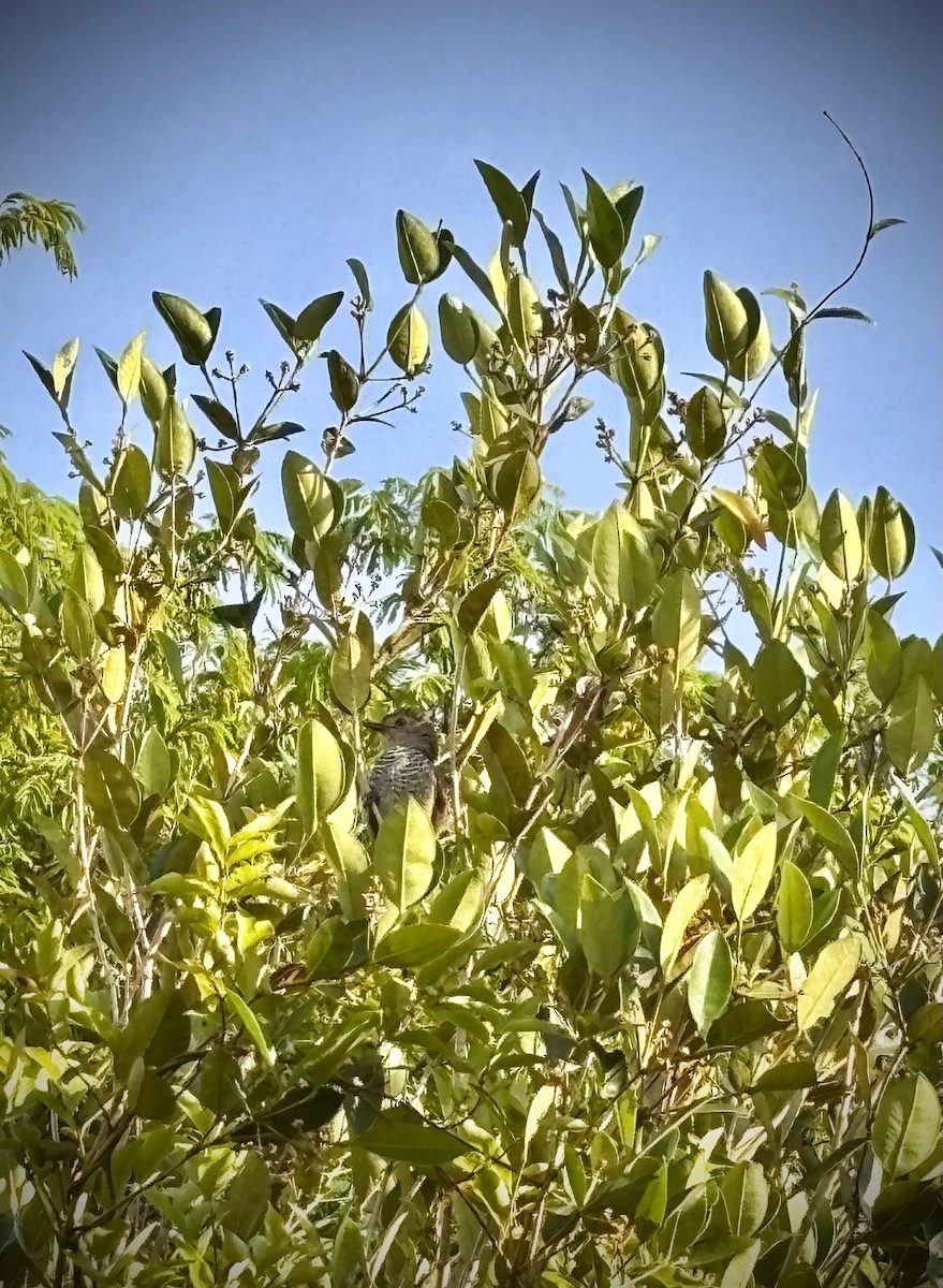Rufous-capped Antshrike - ML645336413