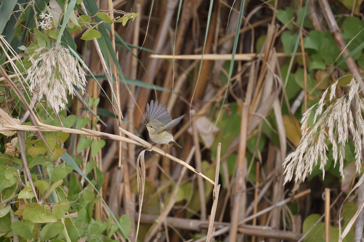 Common Chiffchaff - ML645336442