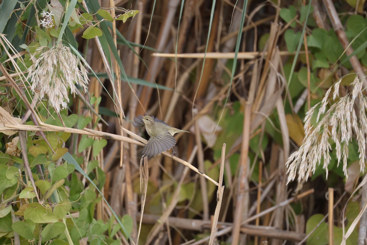 Common Chiffchaff - ML645336443