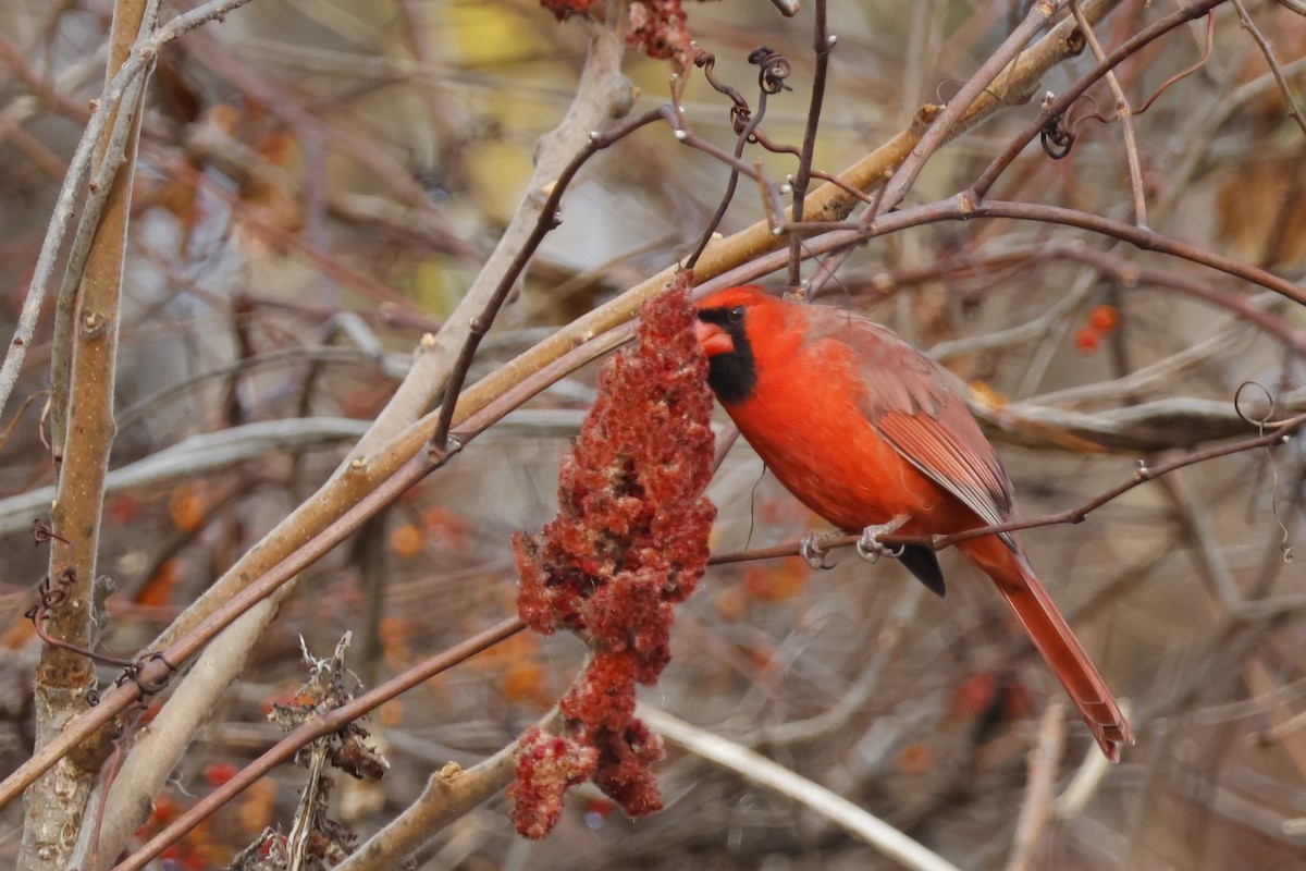Northern Cardinal - ML645336451