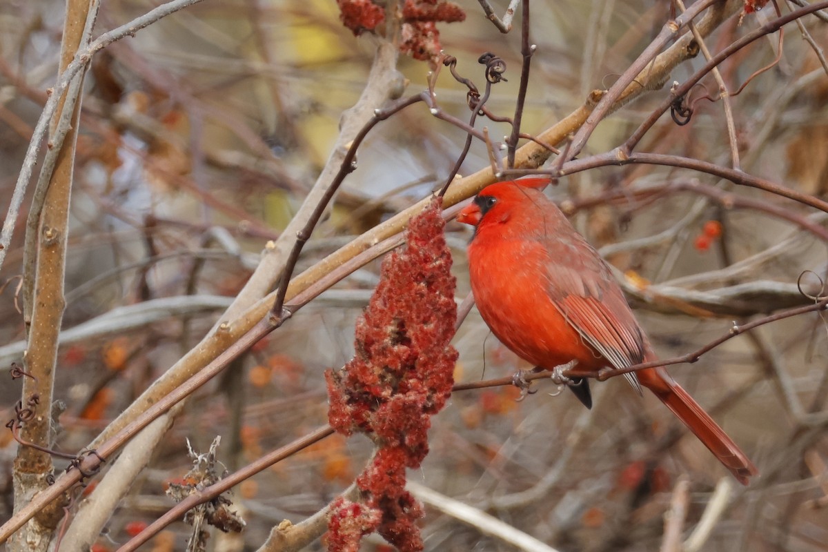Northern Cardinal - ML645336452