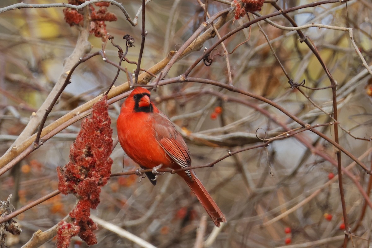 Northern Cardinal - ML645336453