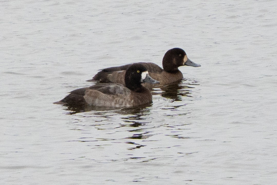 Greater Scaup - ML645336456
