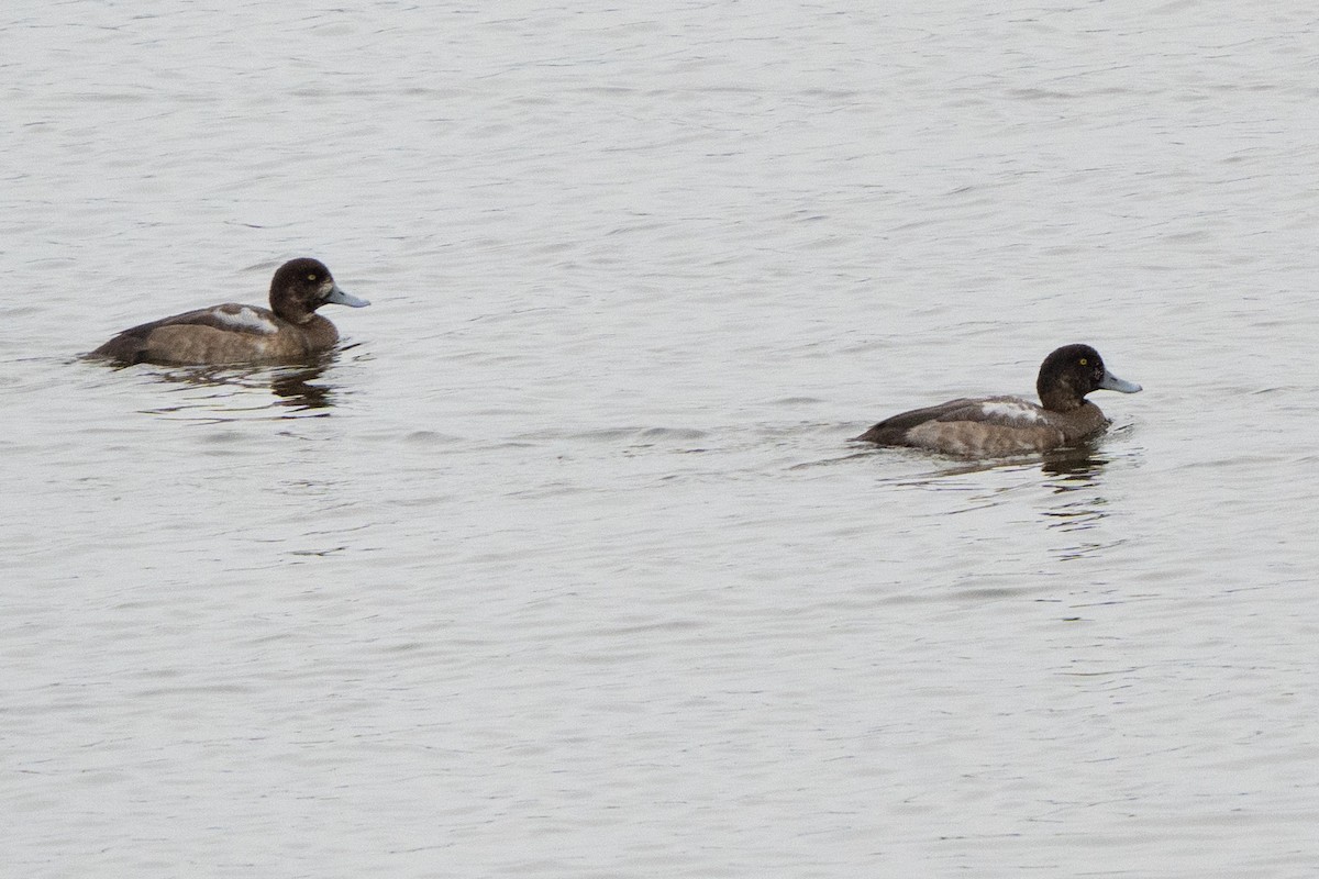 Greater Scaup - ML645336457