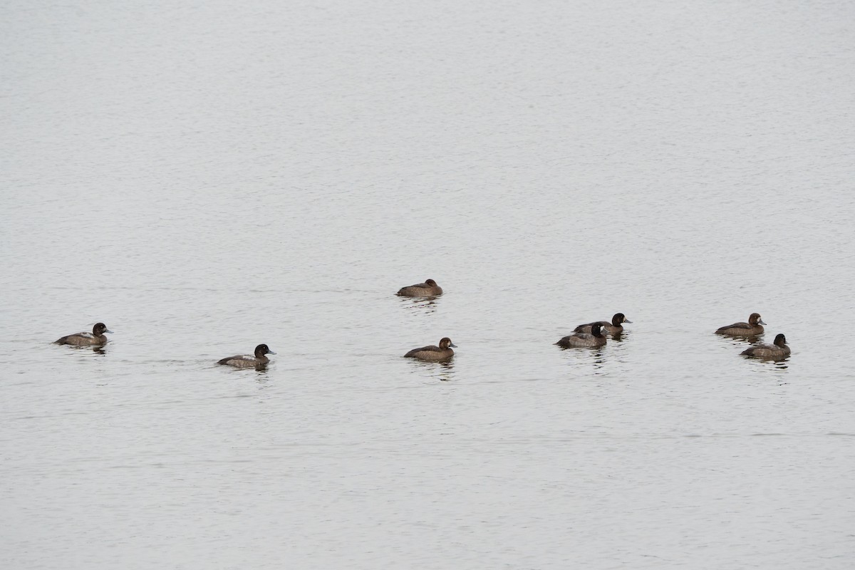 Greater Scaup - ML645336458