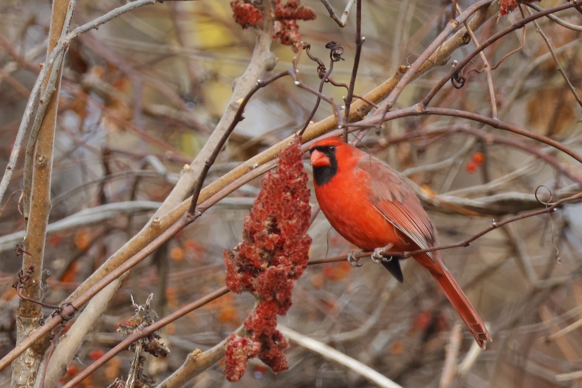 Northern Cardinal - ML645336459