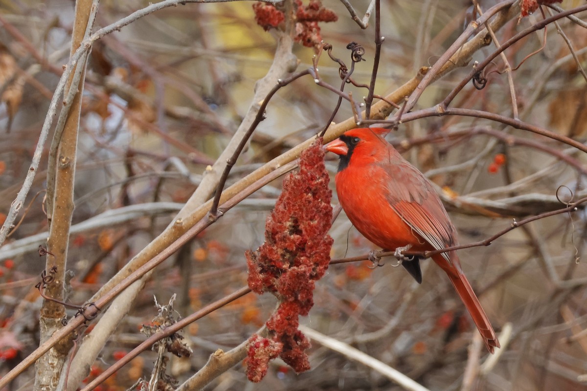 Northern Cardinal - ML645336460