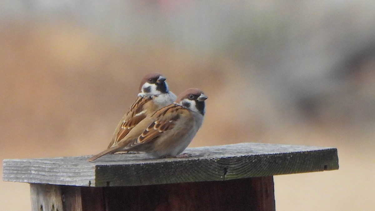 Eurasian Tree Sparrow - ML645336463