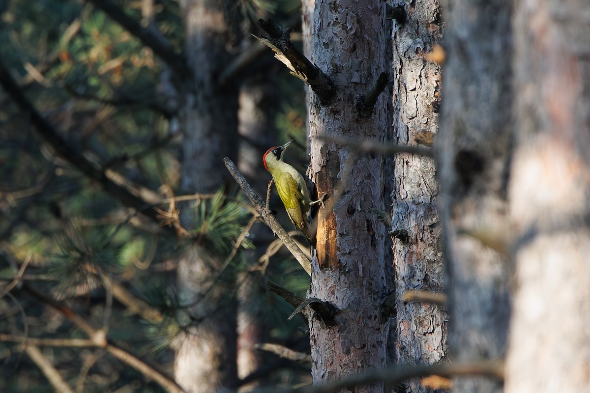 נקר ירוק - ML645336471