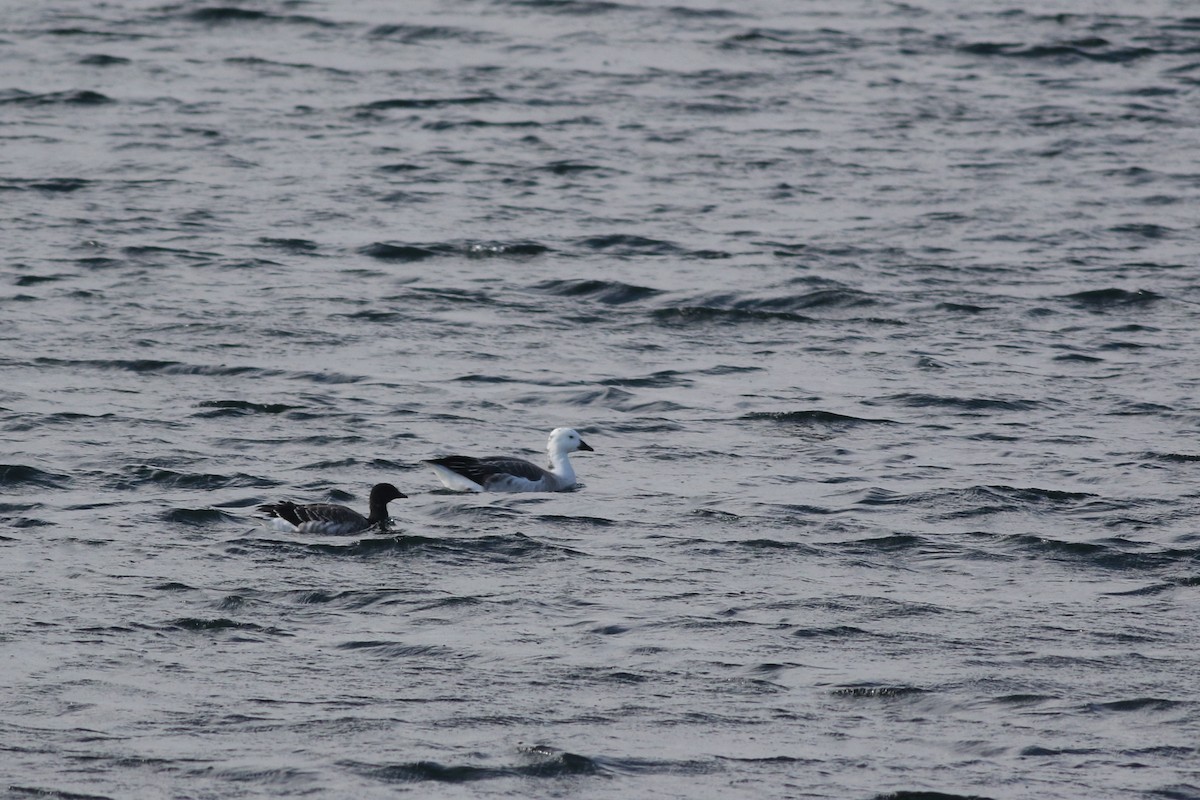 Snow Goose x Brant (hybrid) - ML645336472