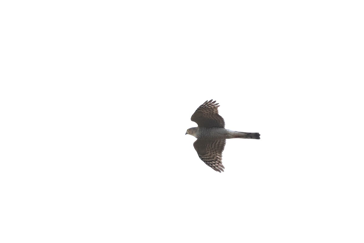 Eurasian Sparrowhawk - ML645336509
