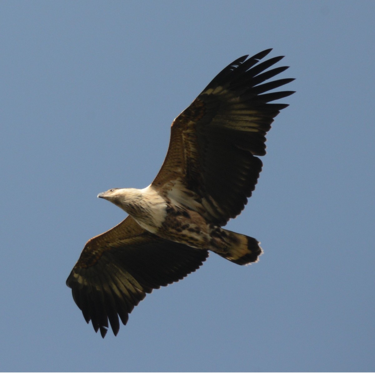 flodørn - ML645336510