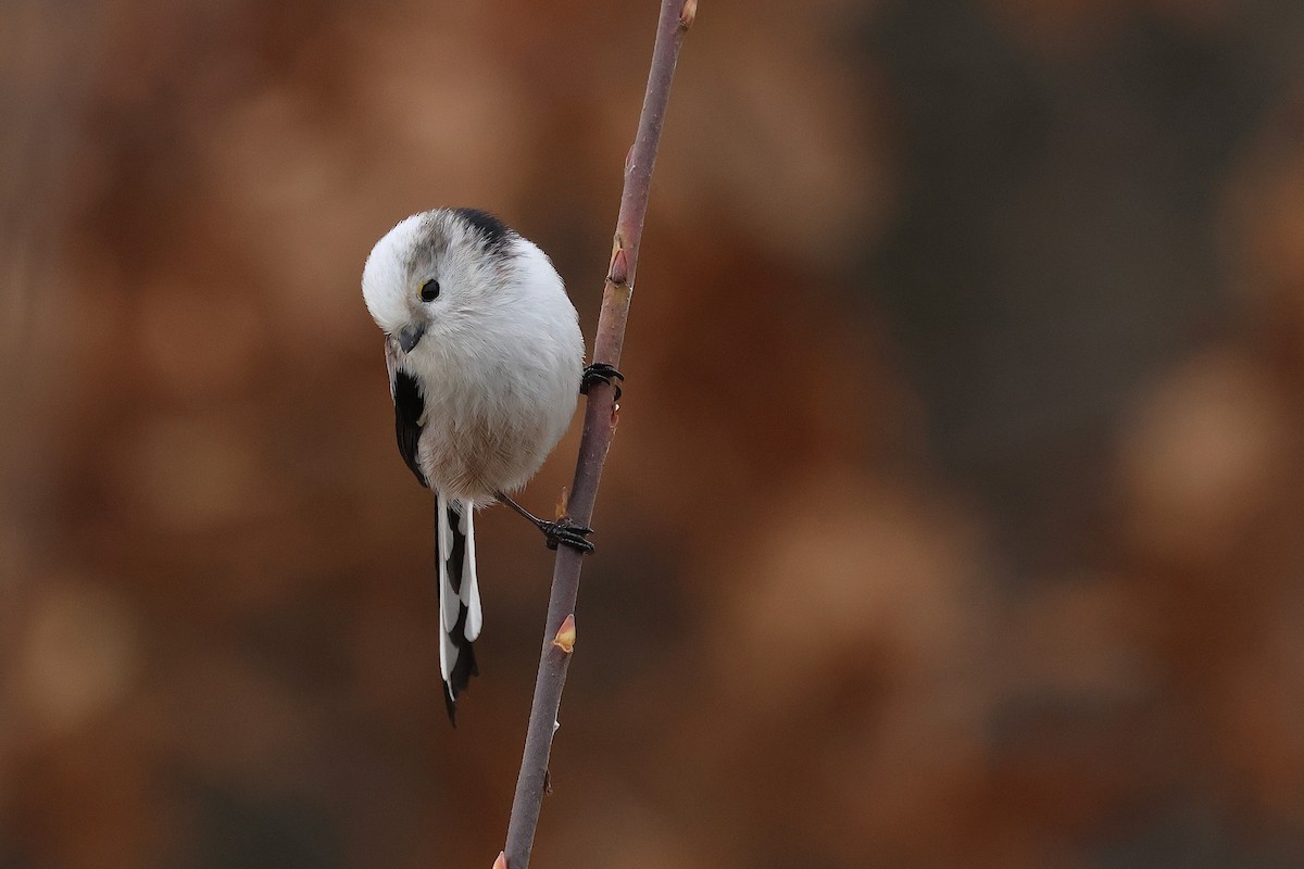 Long-tailed Tit - ML645336515