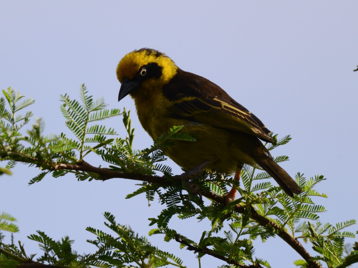 Tejedor Baglafecht - ML645336517