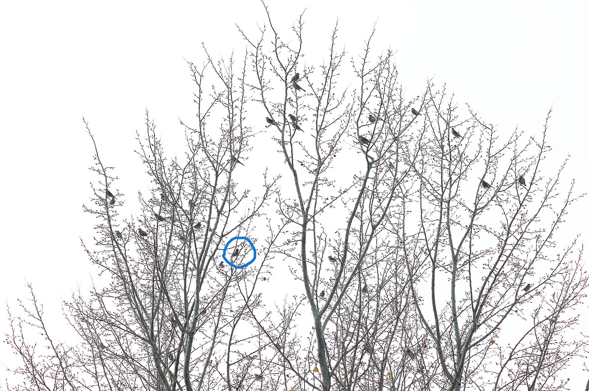 Redwing - ML645336537