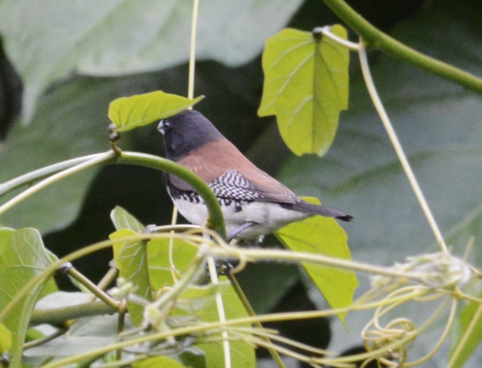 クロシチホウ - ML645336545