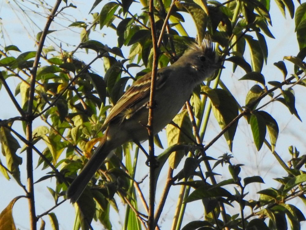 Желтобрюхая эления - ML645336546