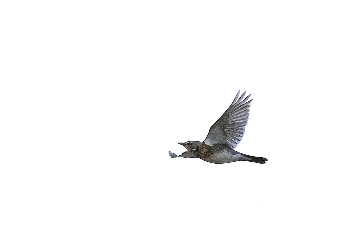 Fieldfare - ML645336547