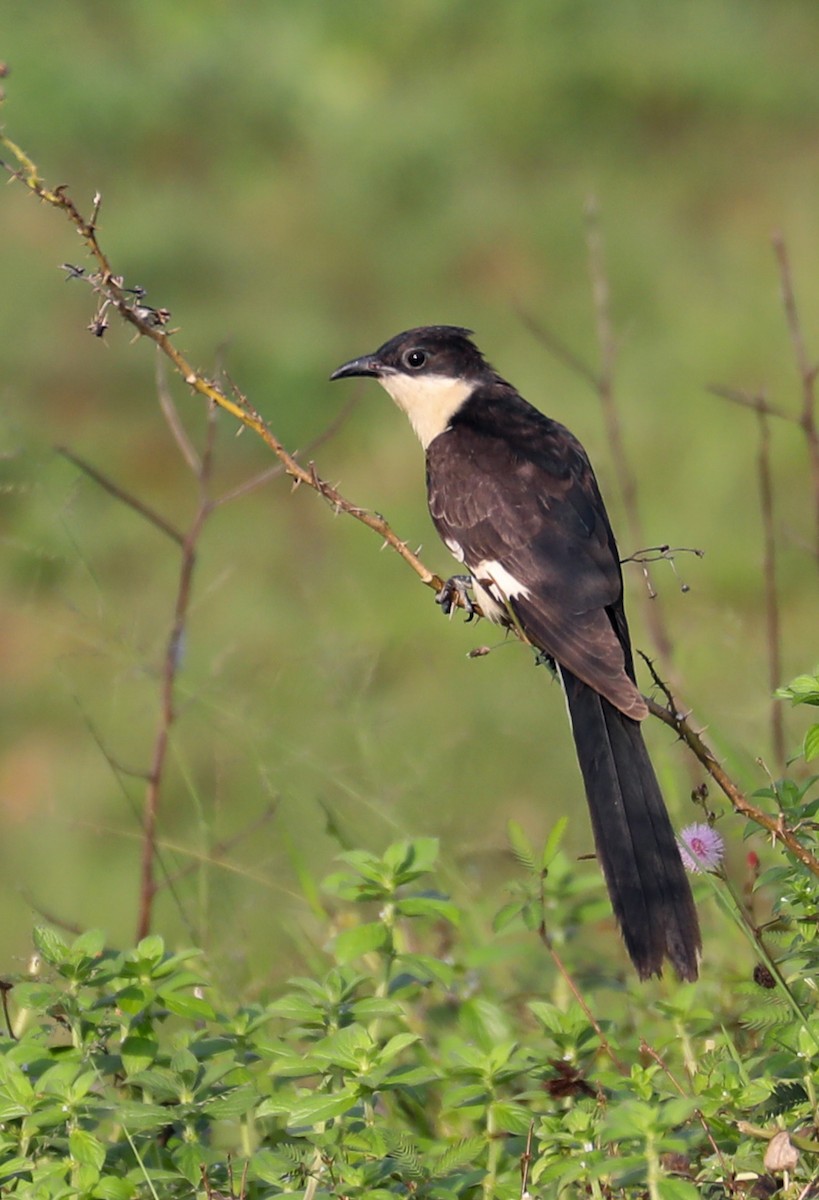 kukačka černobílá - ML645336557