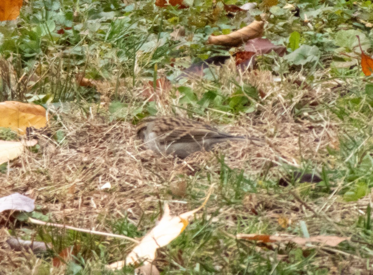 Chipping Sparrow - ML645336562