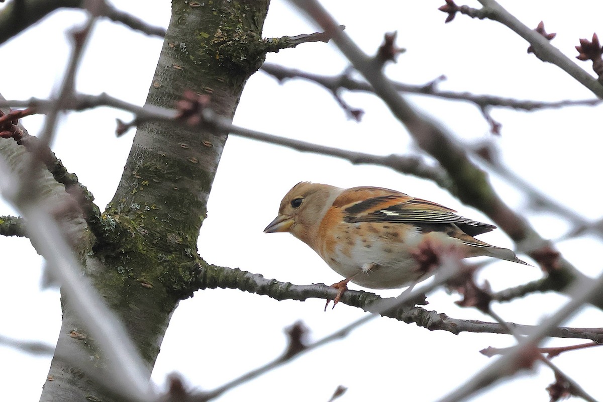 Brambling - ML645336567