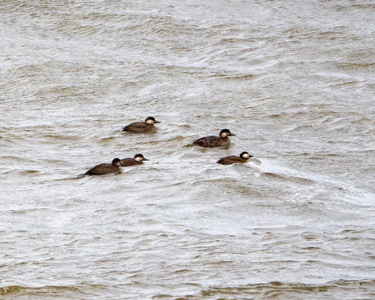 Black Scoter - ML645336568