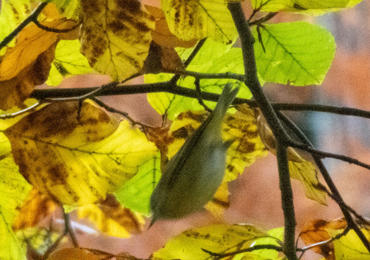 Nashville Warbler - ML645336577