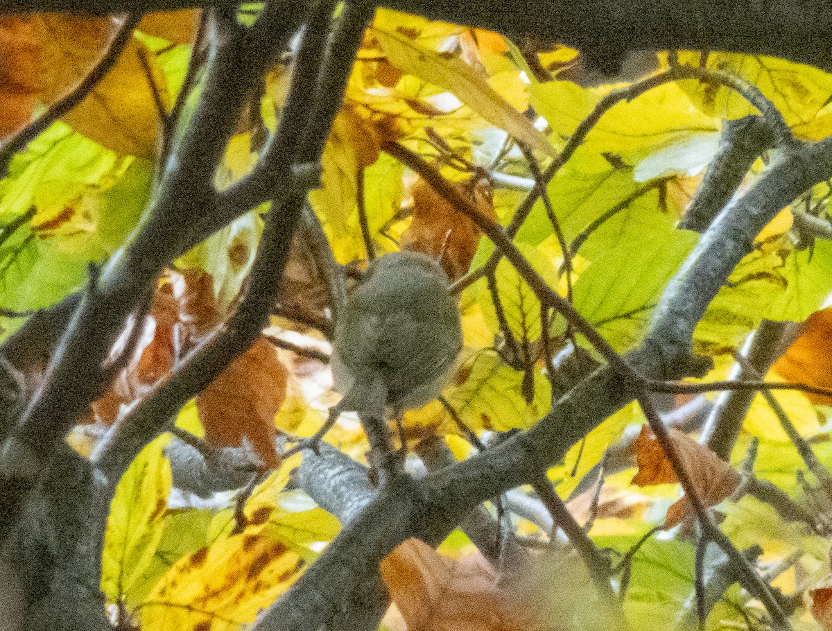 Nashville Warbler - ML645336579