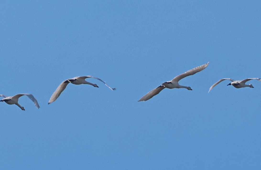 Tundra Swan - ML645336581