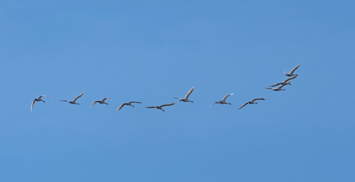 Tundra Swan - ML645336582