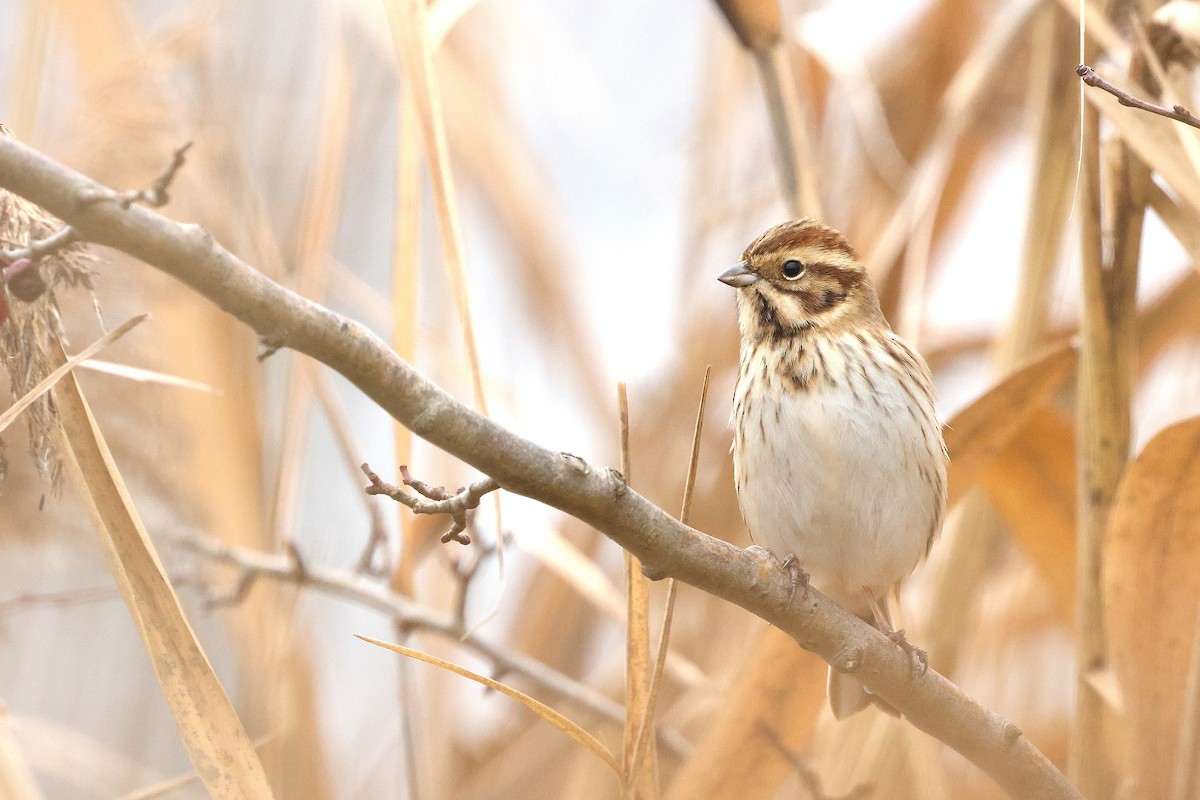Reed Bunting - ML645336585