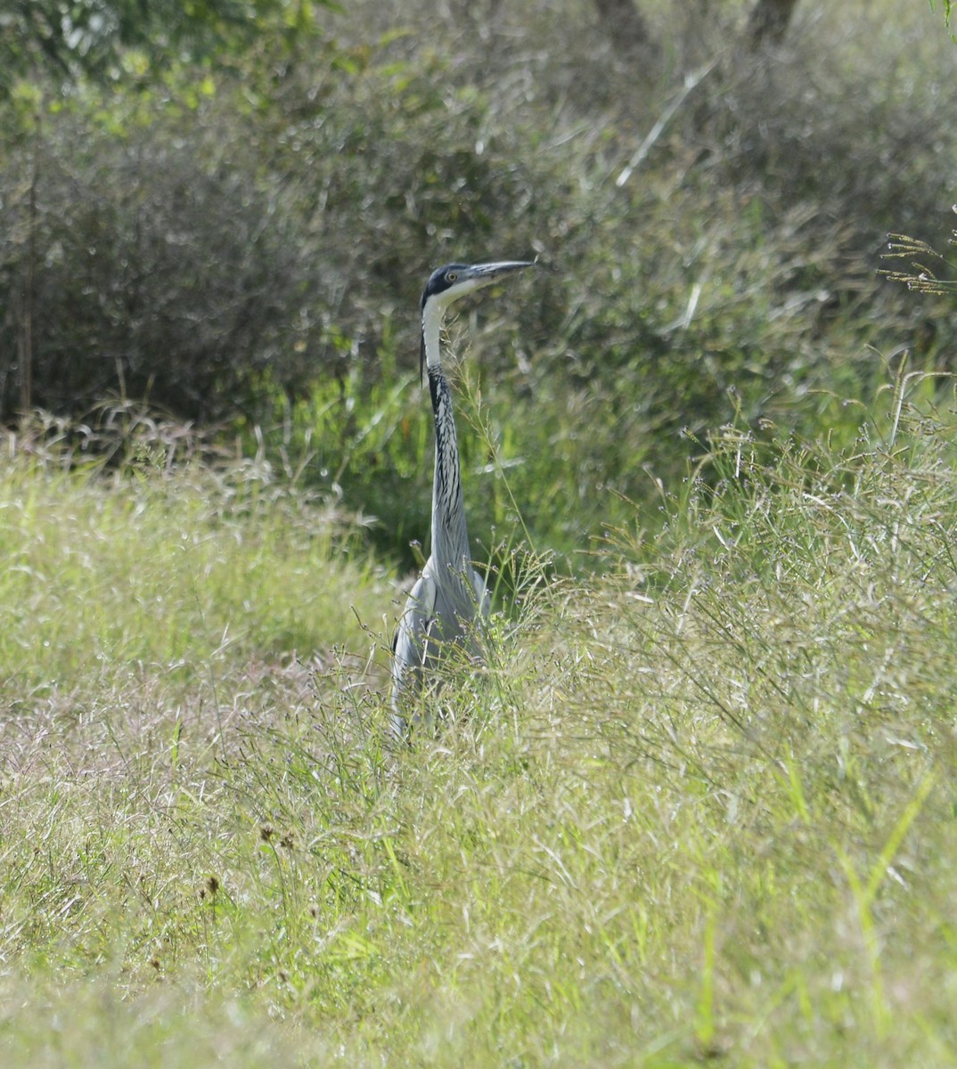 Héron mélanocéphale - ML645336590