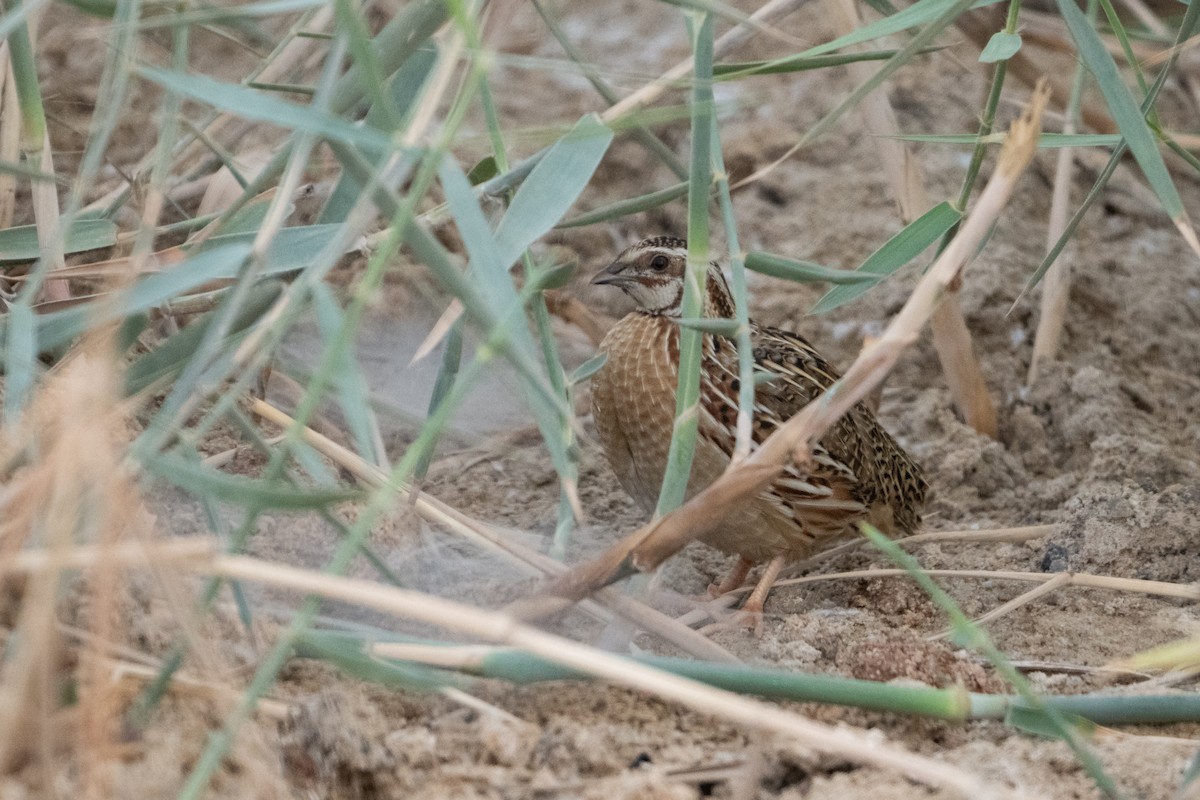 Common Quail - ML645336593