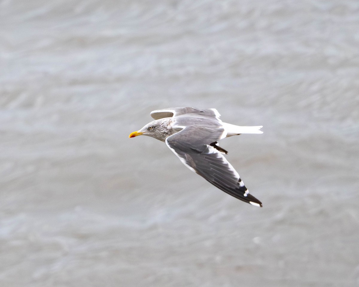 Lesser Black-backed Gull - ML645336594