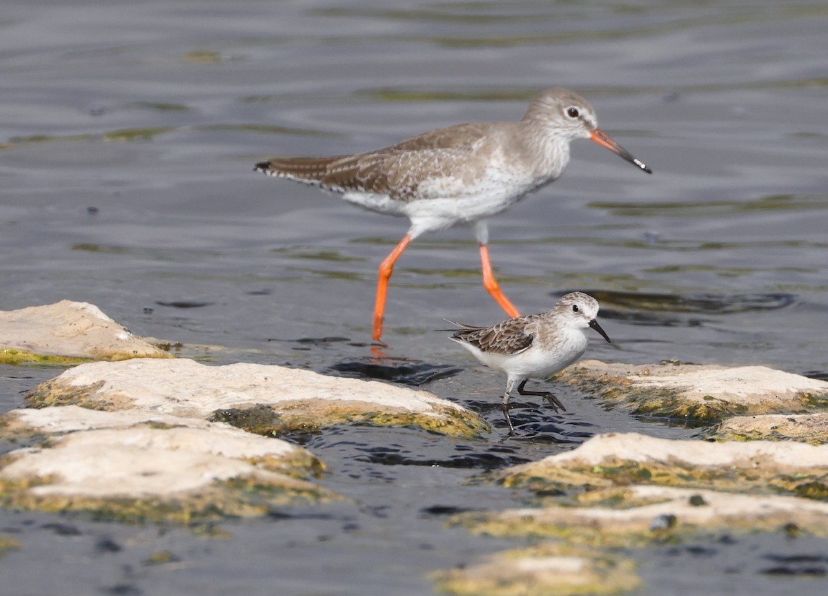 Küçük Kumkuşu - ML645336595