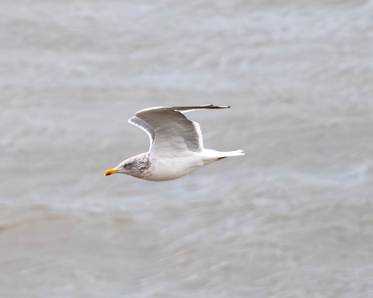 Lesser Black-backed Gull - ML645336601
