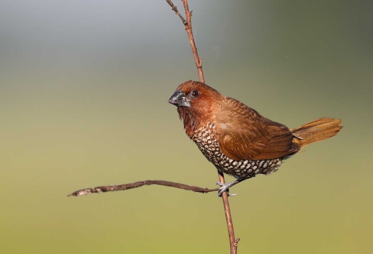 panenka muškátová - ML645336605