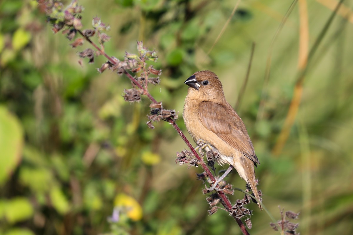 panenka muškátová - ML645336606