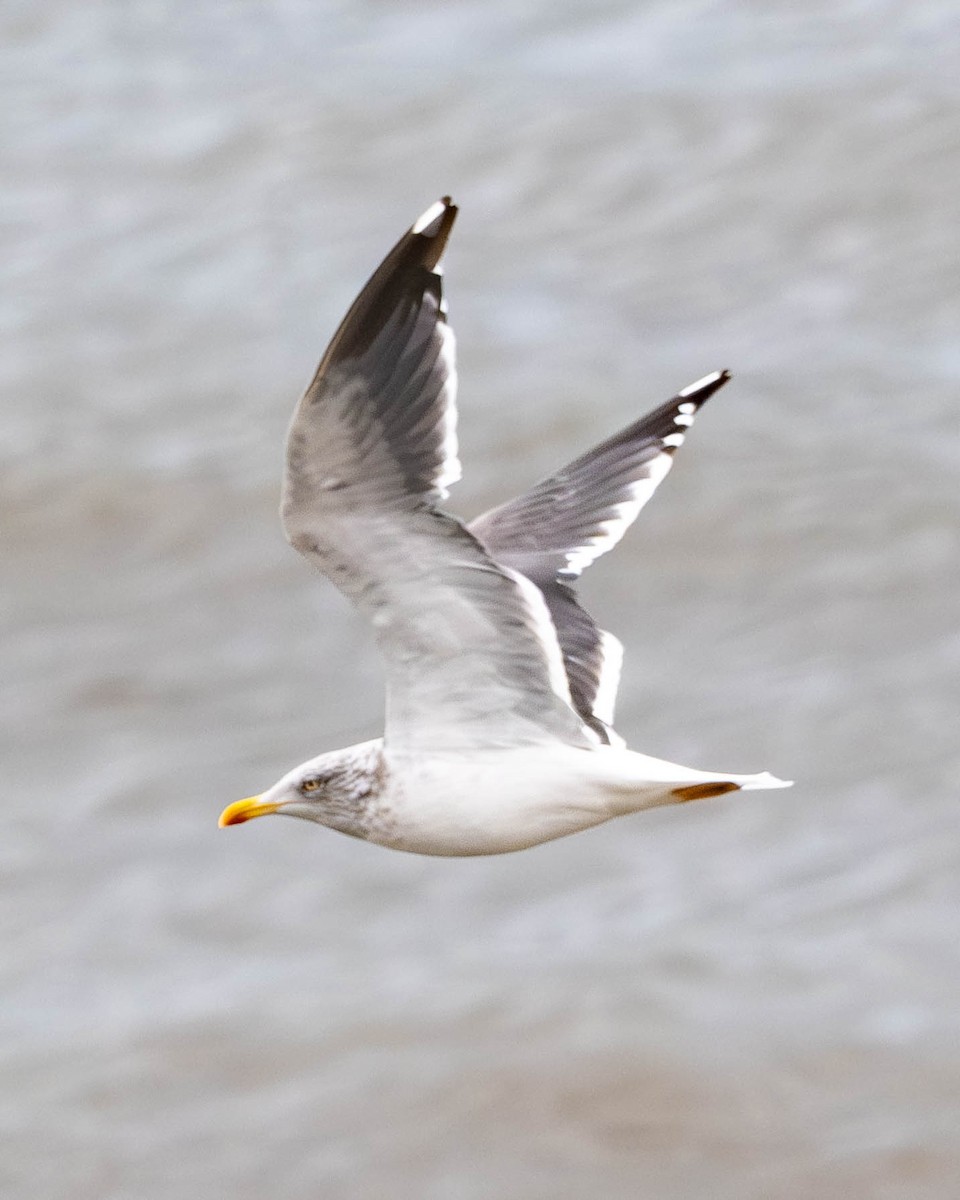 Lesser Black-backed Gull - ML645336607