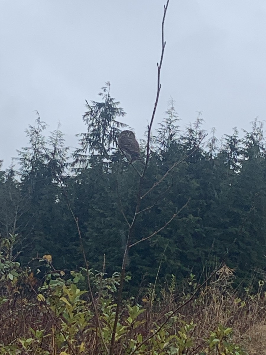 Northern Pygmy-Owl - ML645336610