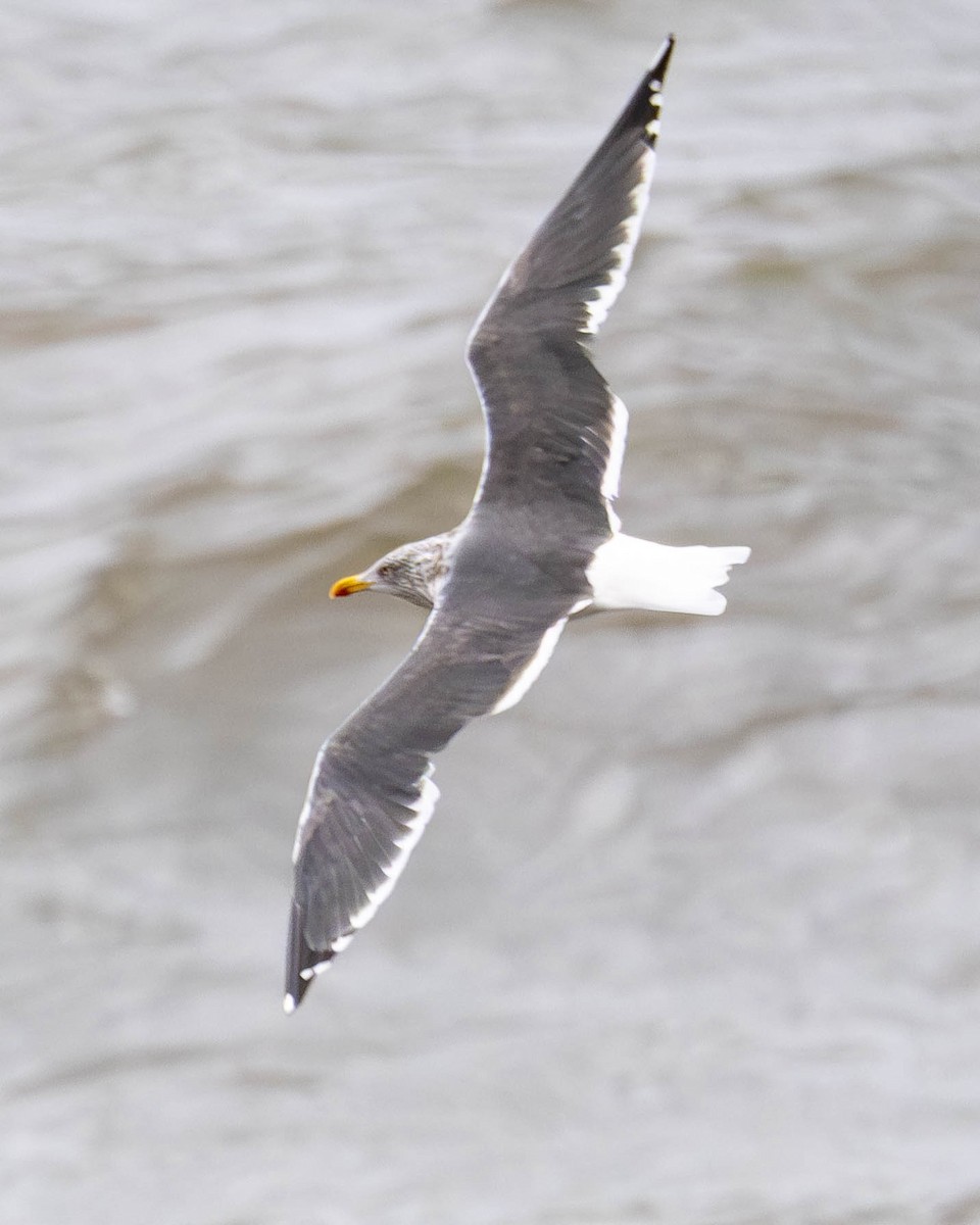 Lesser Black-backed Gull - ML645336611