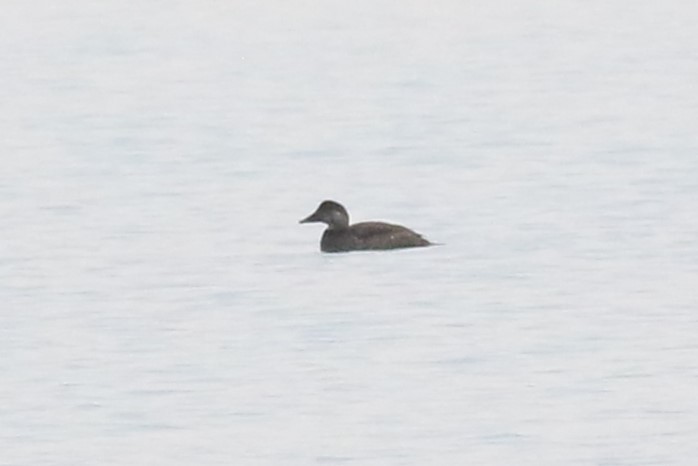 Common Scoter - ML645336630