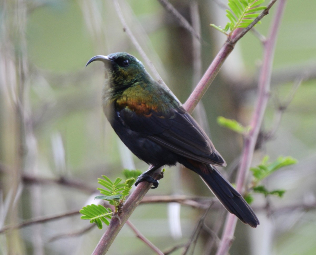 Bronze Sunbird - ML645336650