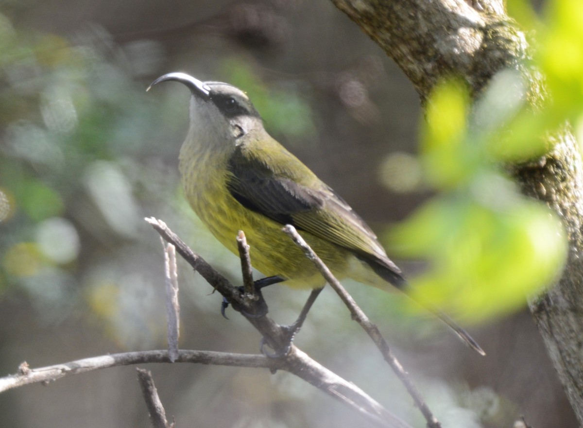 Bronze Sunbird - ML645336651