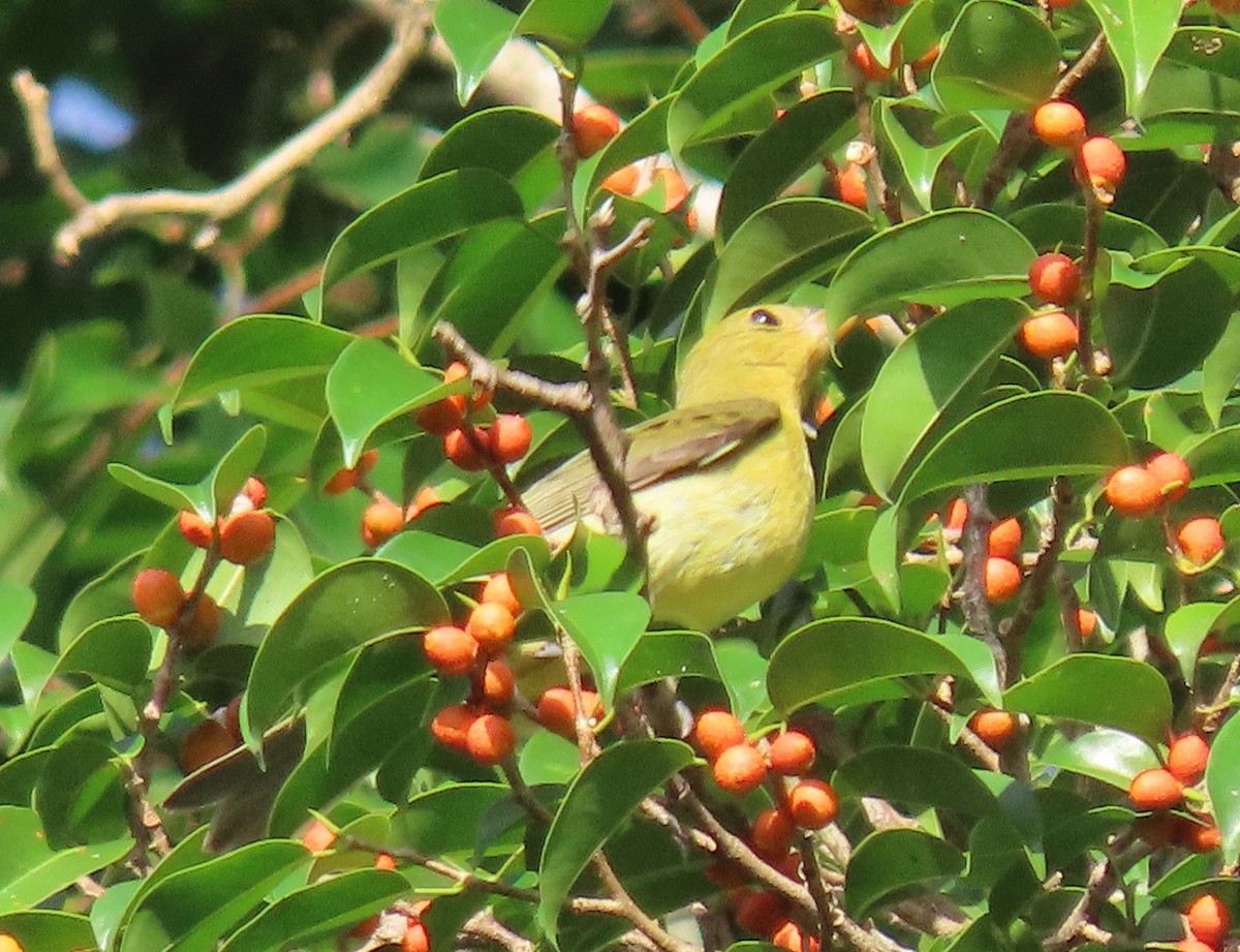 Scarlet Tanager - ML645336656