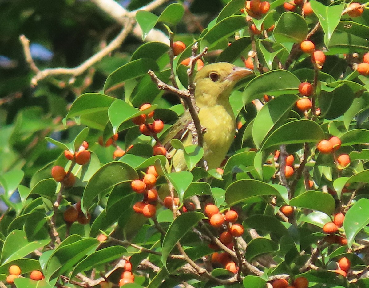 Scarlet Tanager - ML645336657