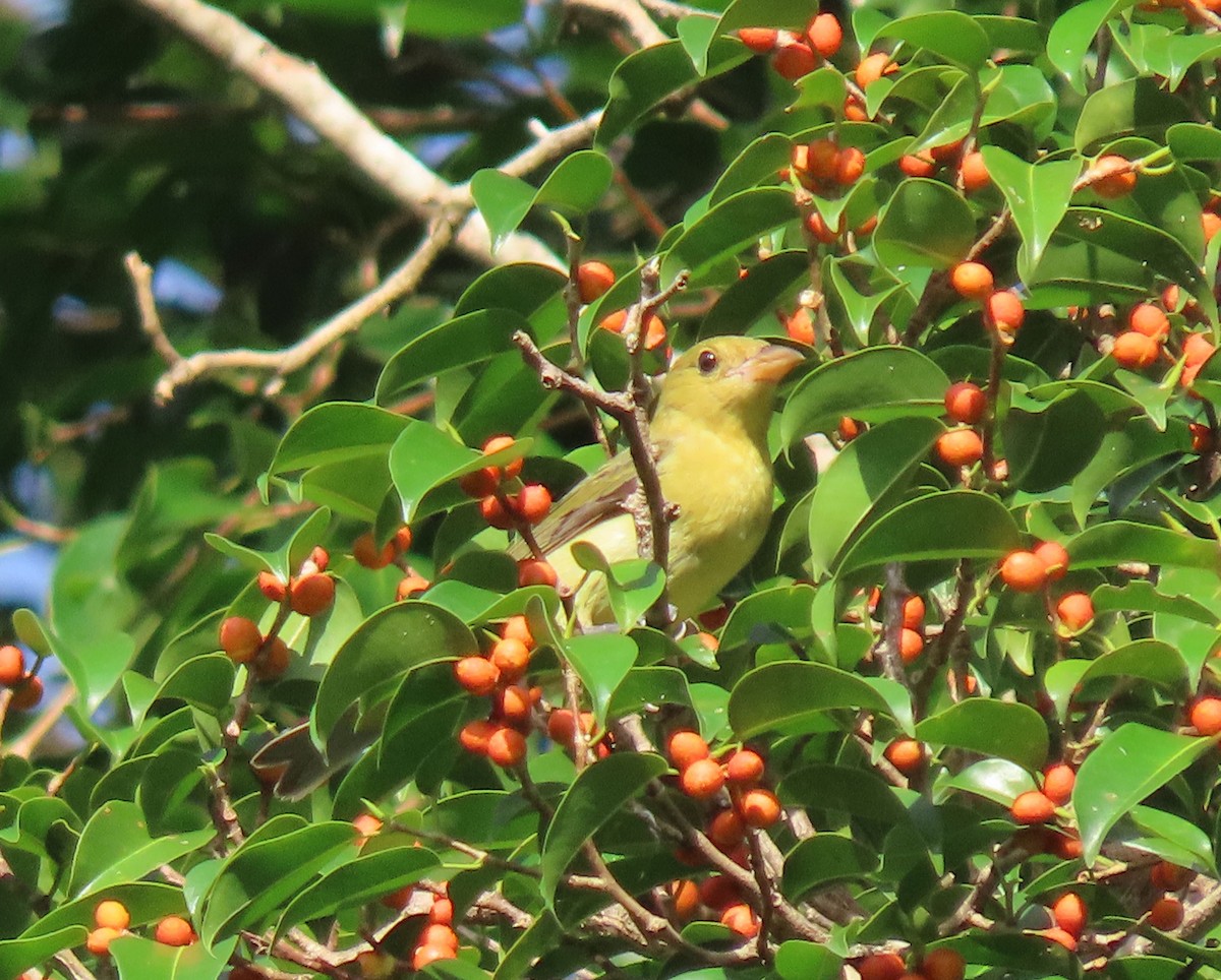 Scarlet Tanager - ML645336658