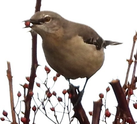 Northern Mockingbird - ML645336659