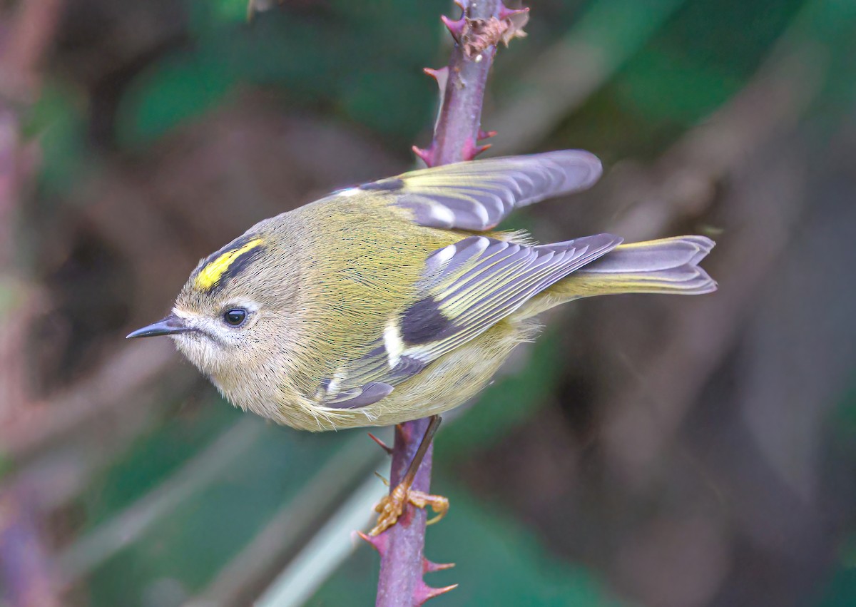 戴菊鳥 - ML645336660